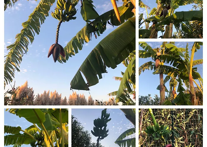 Banana, Near Tropea Apartman *