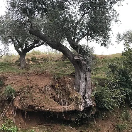 Banana, Near Tropea 아파트