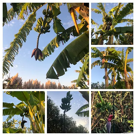Banana, Near Tropea 아파트 *