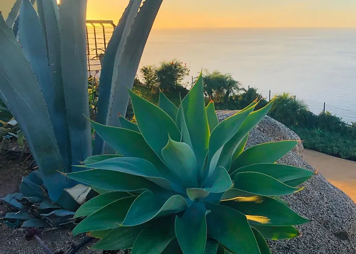 Banana, Near Tropea